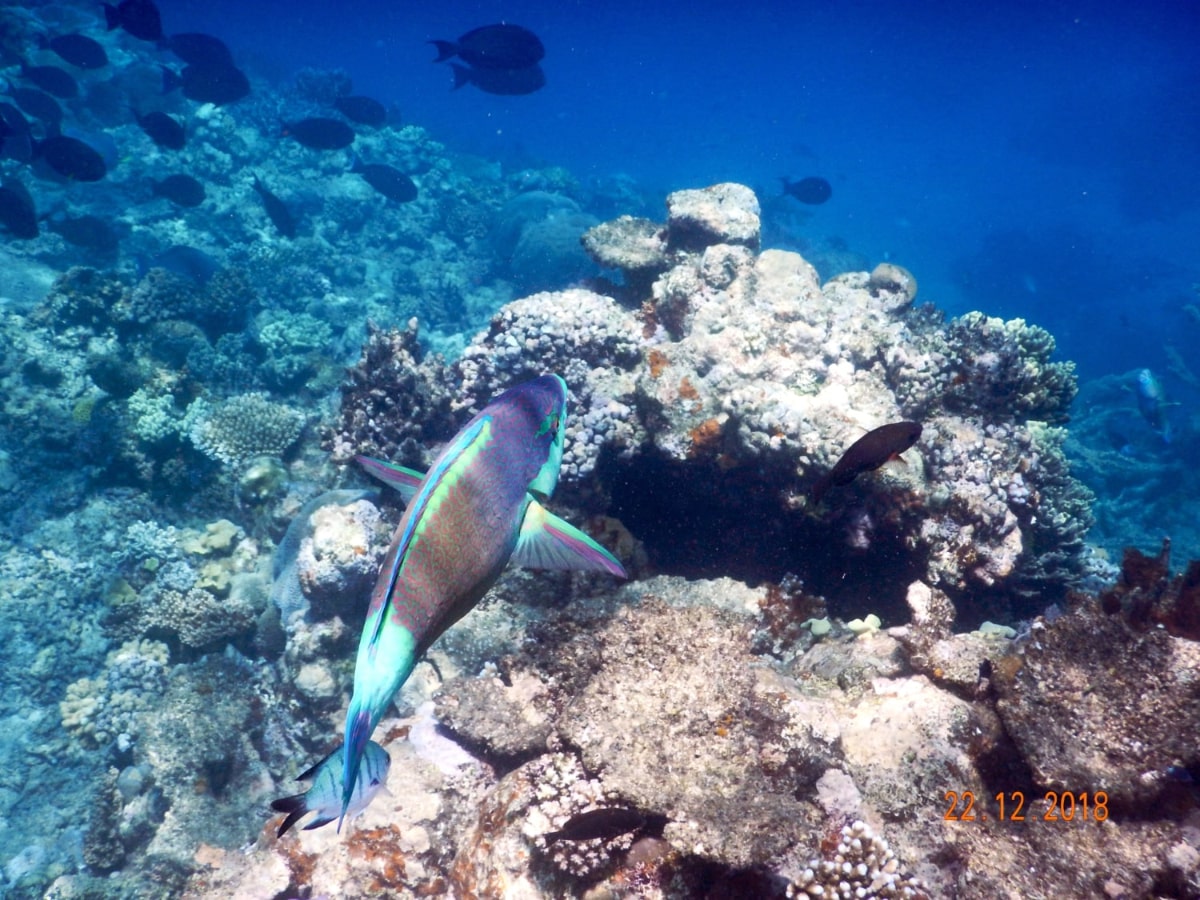 Carins_snorkeling_01