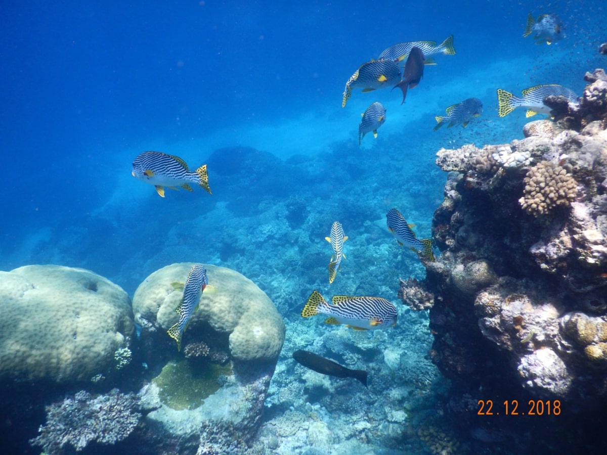 Carins_snorkeling_02