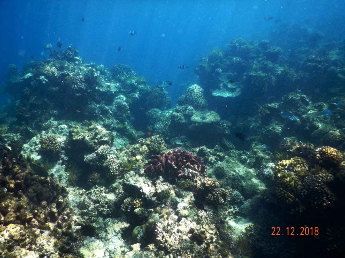 Carins_snorkeling_03