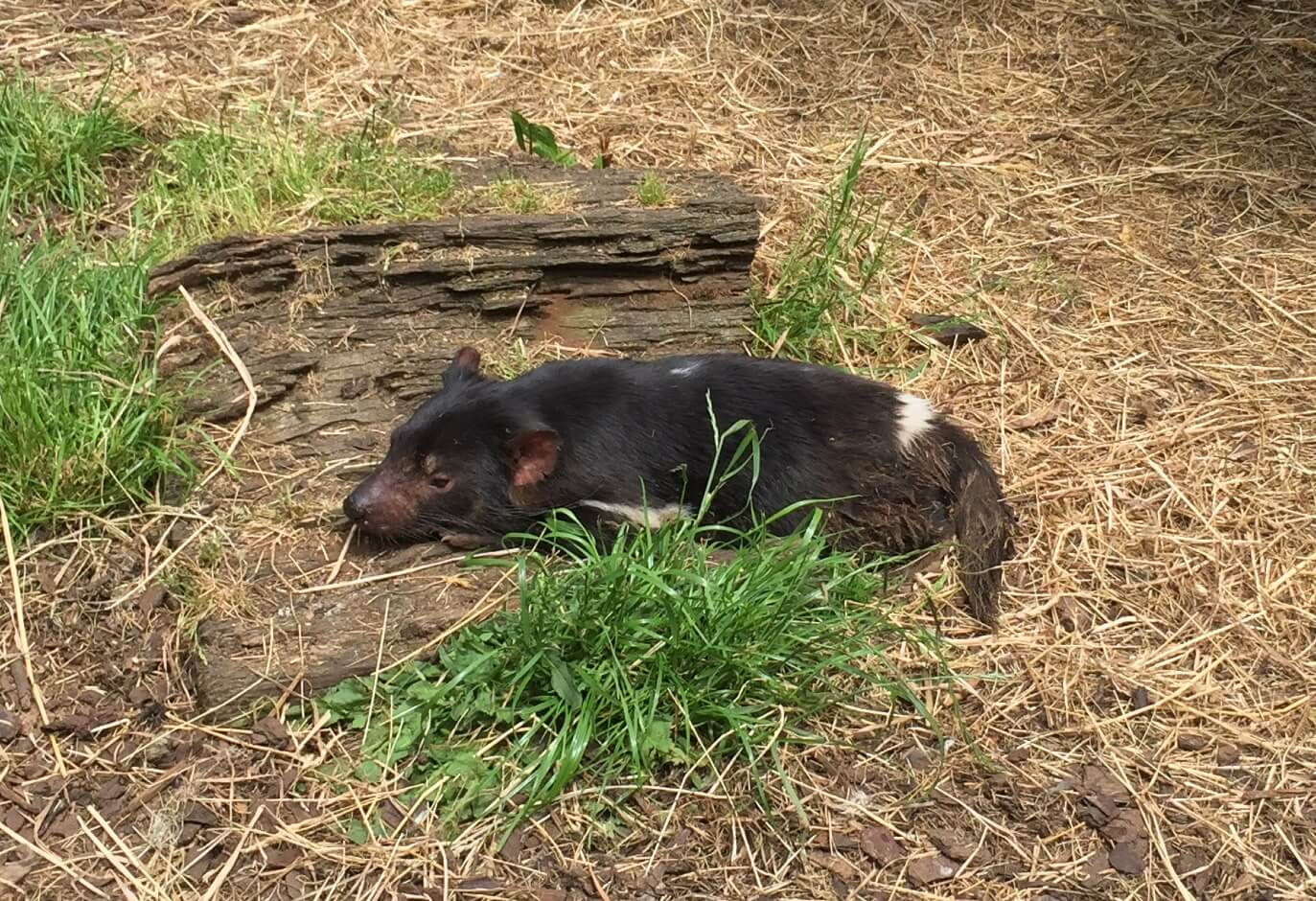 Burnie_Tasmanian_Devil