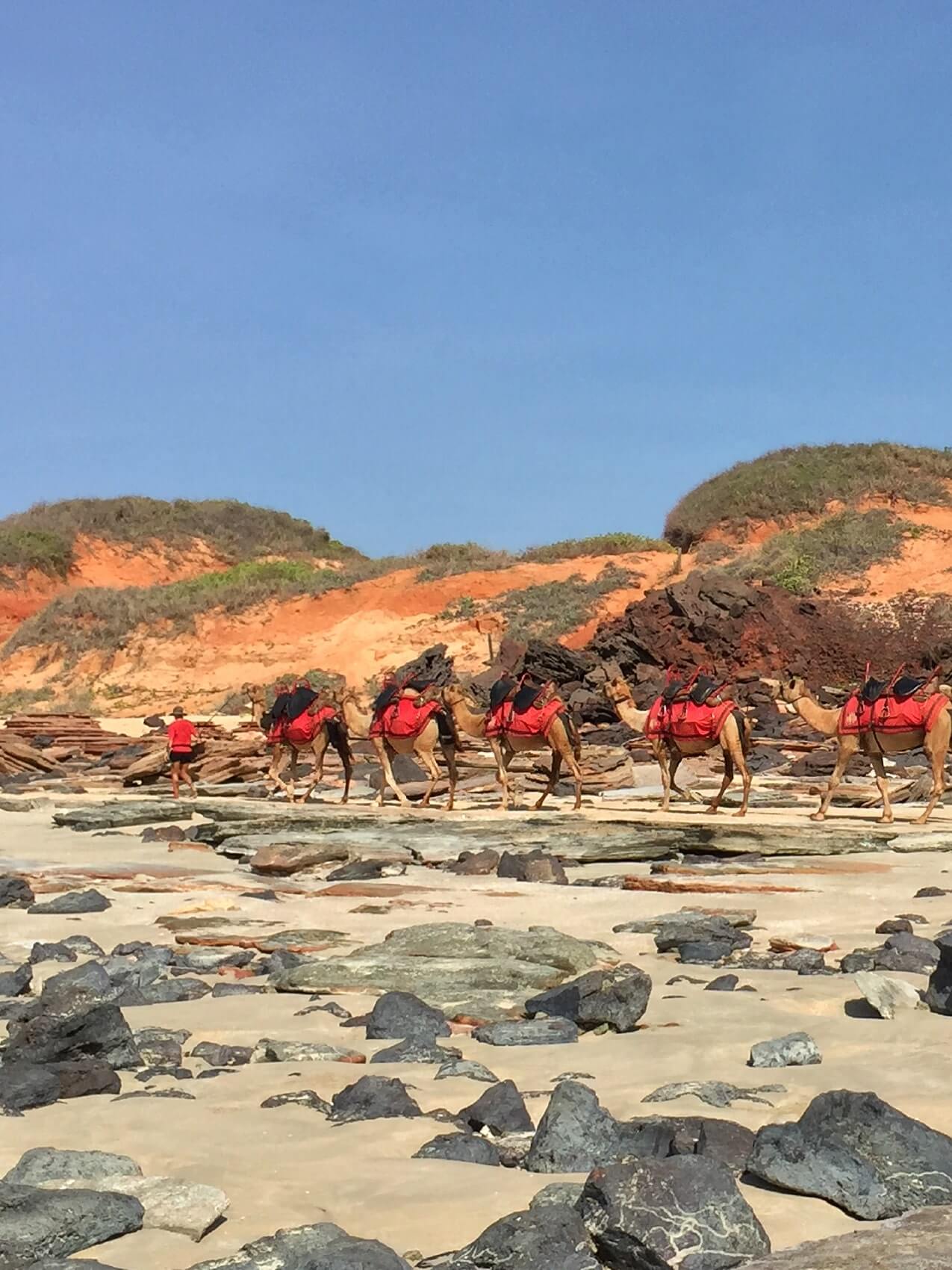 Broome_cable_beach_camel