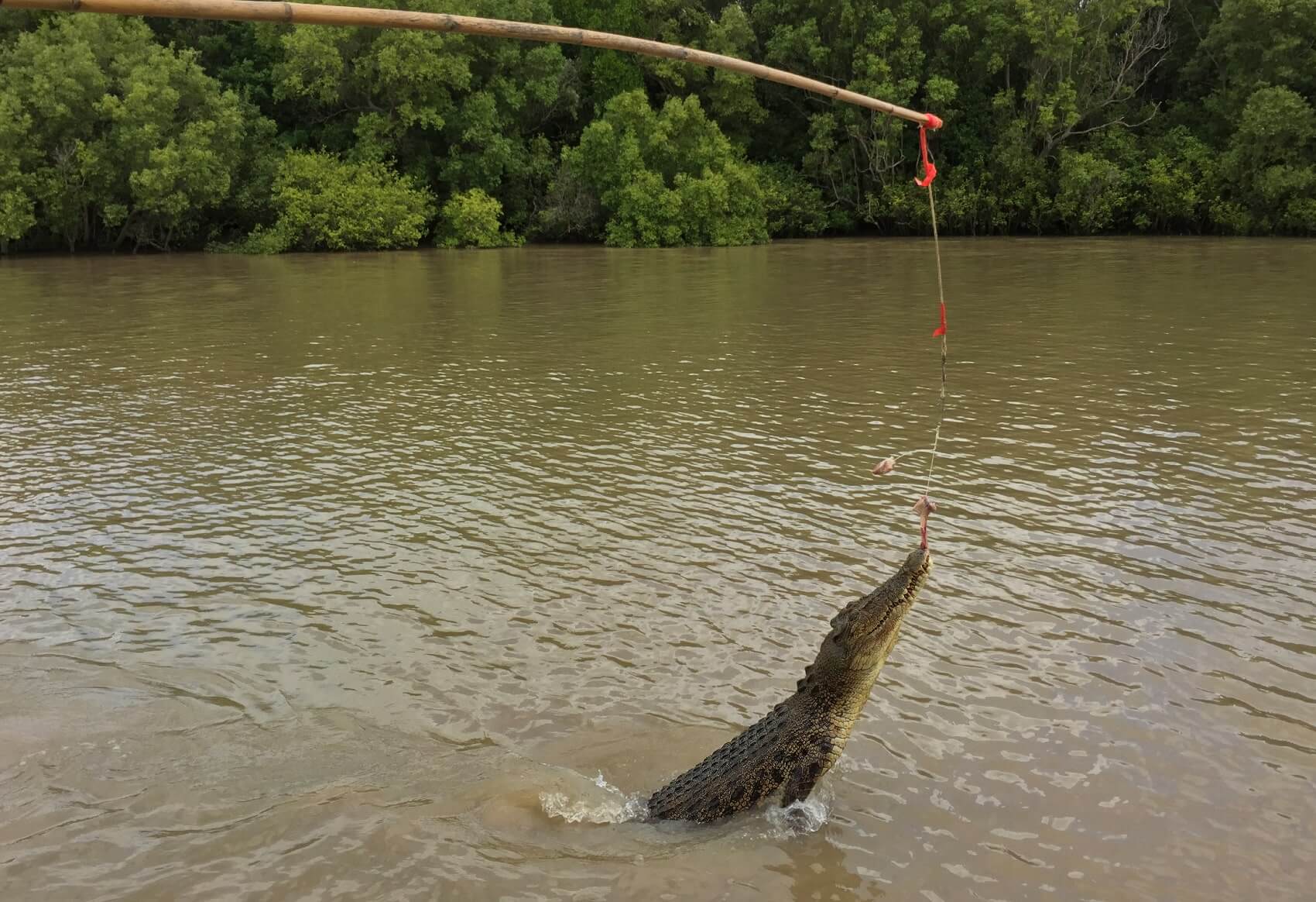 jumping_ crocodile_ tour_05