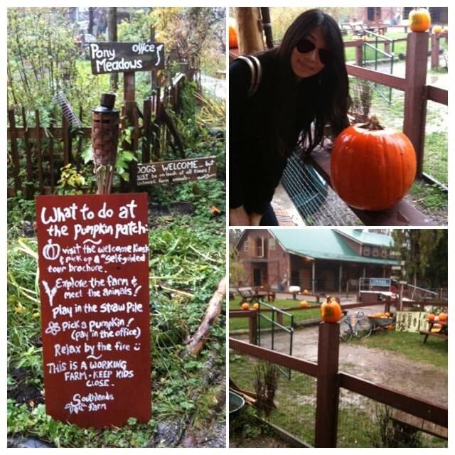 南瓜燈（Jack-o'-lantern）自己選自己做，圖片為朋友帶我去南瓜園（Pumpkin Patch）選瓜。