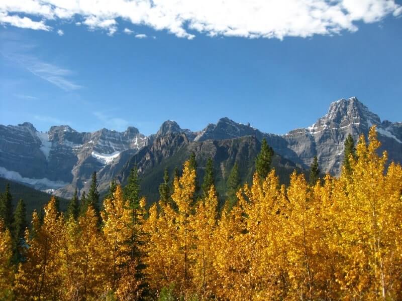 一整排的金黃色葉子