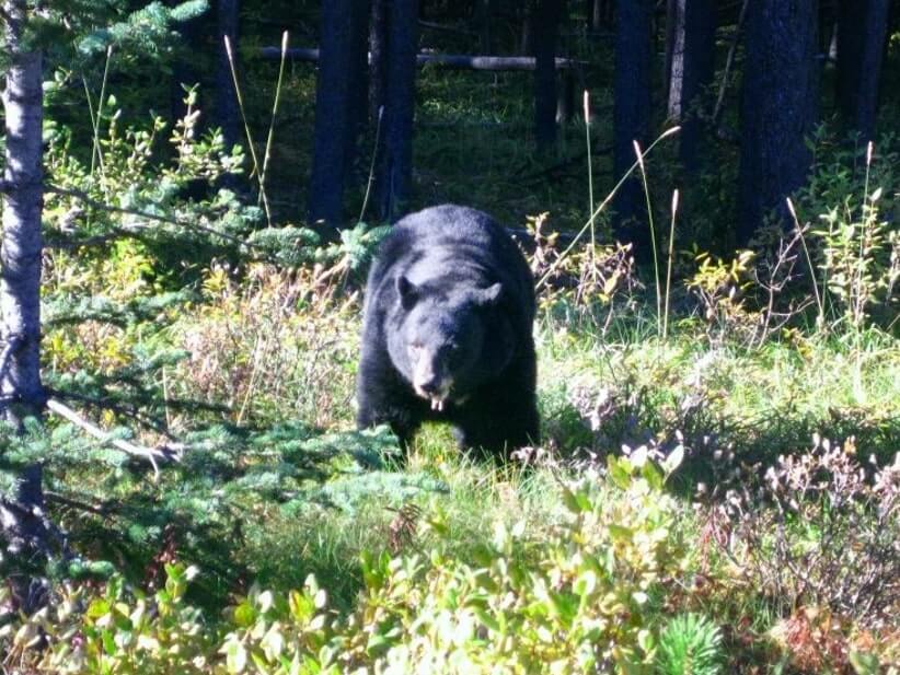 遇見黑熊，我們也遇見了灰熊（Grizzly Bear），但只拍到牠的背影。
