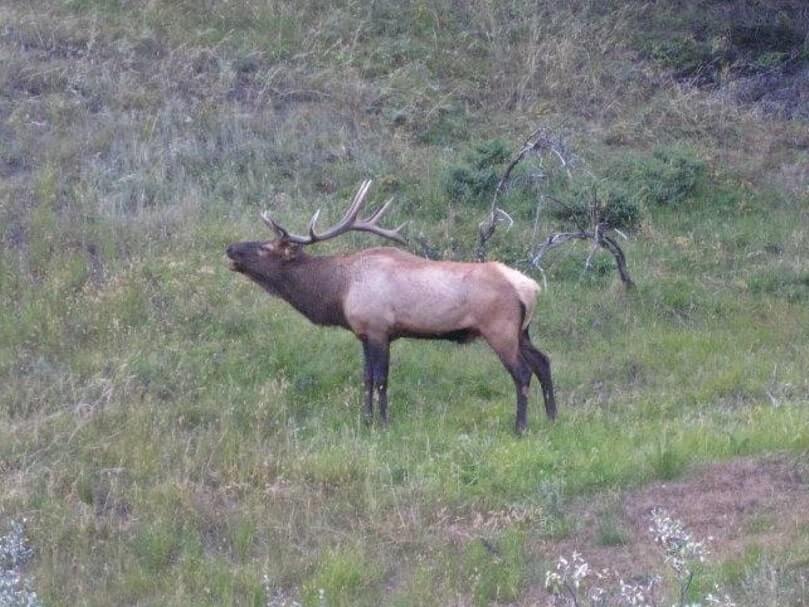 在馬路旁遇見（Elk）加拿大馬鹿